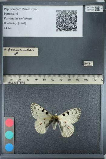 Media type: image;   Entomology 174398